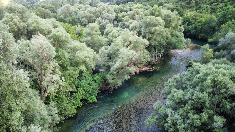 Krivina rijeke kroz vrbe i drveće, pogled iz vazduha